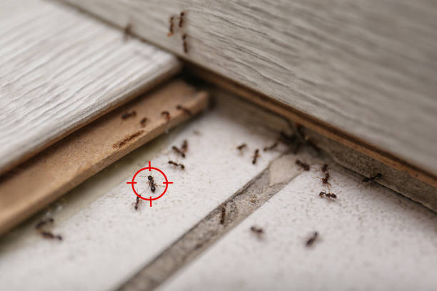 Best Residential Pest Control  in Perryman, MD
