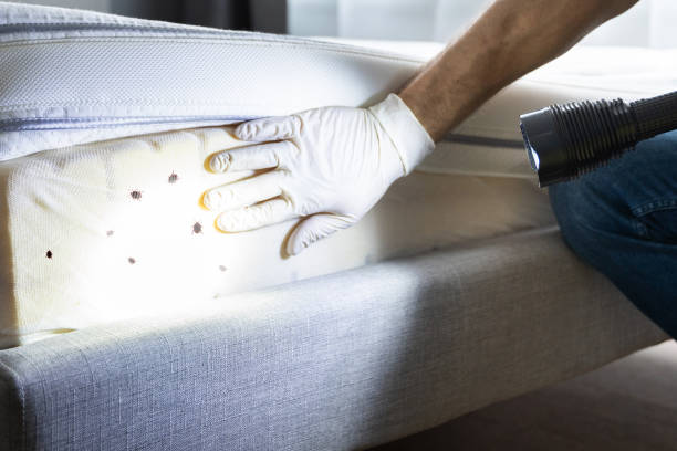 Best Termite Control Services  in Perryman, MD