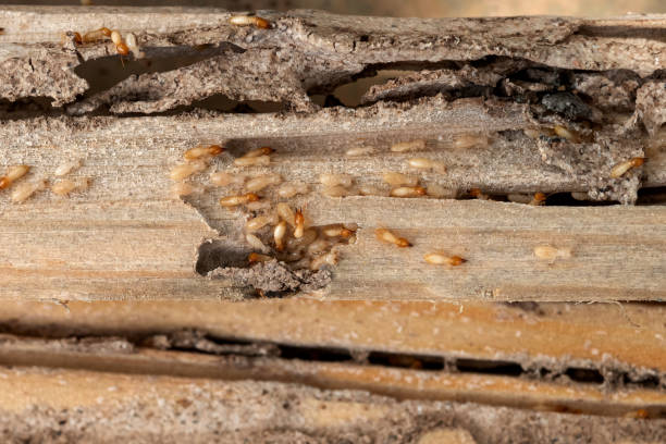 Best Wasp Removal Services  in Perryman, MD